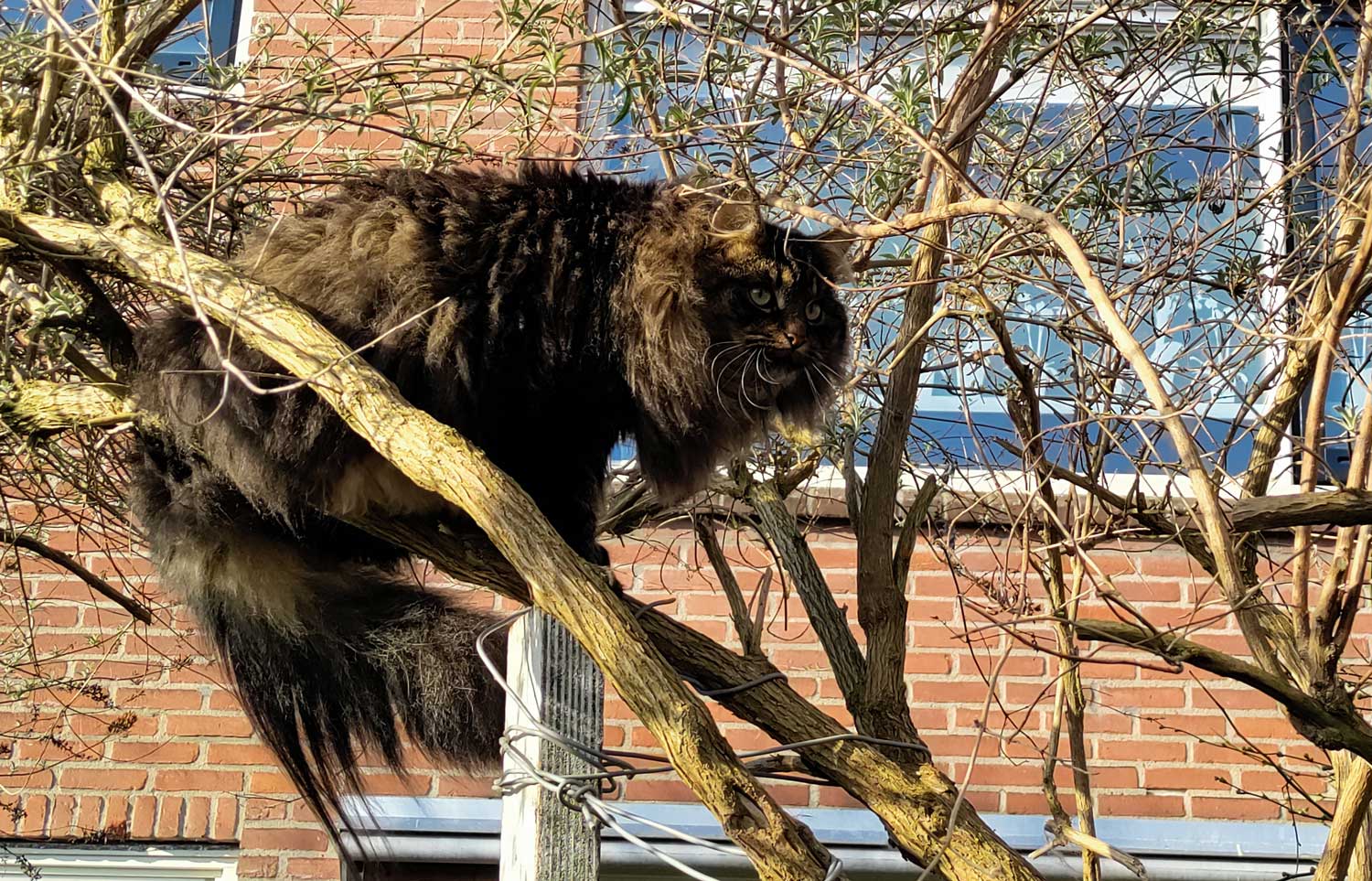 Japie: Kat in het bakkie - Huiskater Bert