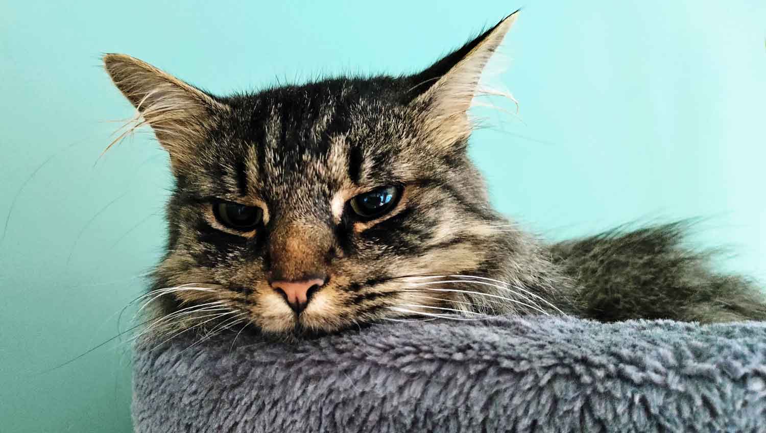 Japie: de meeste dromen zijn bedrog - Huiskater Bert